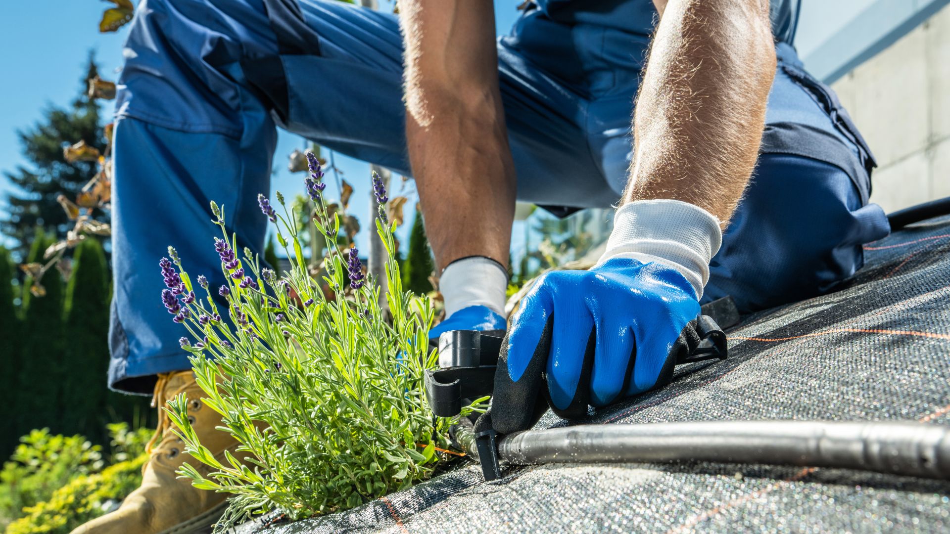 Irrigation installer setting drip line in a landscape bed